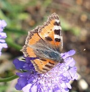 Neslesommerfugl (Aglais urticae)