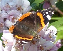 Admiral (Vanessa atalanta)