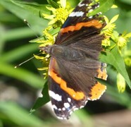 Admiral (Vanessa atalanta)