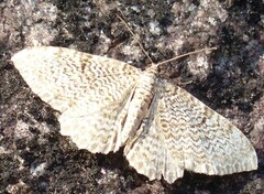 Scallop Shell (Rheumaptera undulata)