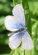 Idas blue (Plebejus idas)
