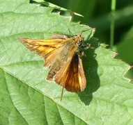 Large Skipper (Ochlodes sylvanus)