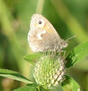 Engringvinge (Coenonympha pamphilus)