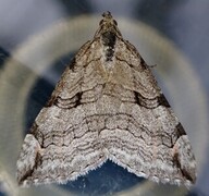 Treble-bar (Aplocera plagiata)