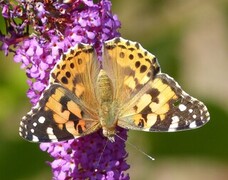 Tistelsommerfugl (Vanessa cardui)