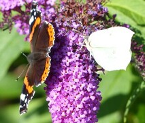 Admiral (Vanessa atalanta)