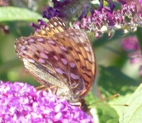 Dark Green Fritillary (Argynnis aglaja)