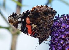 Admiral (Vanessa atalanta)