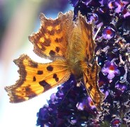 Comma Butterfly (Polygonia c-album)