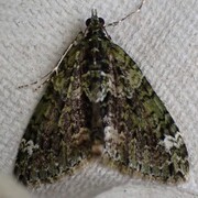 Red-green Carpet (Chloroclysta siterata)