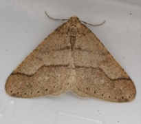 Dotted Border (Agriopis marginaria)