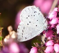 Holly Blue (Celastrina argiolus)