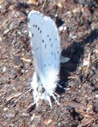 Holly Blue (Celastrina argiolus)
