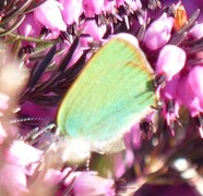 Grønnstjertvinge (Callophrys rubi)