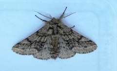 Brindled Beauty (Lycia hirtaria)
