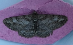 Ringed Carpet (Cleora cinctaria)