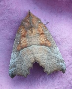 The Herald (Scoliopteryx libatrix)