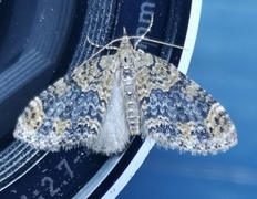 Yellow-barred Brindle (Acasis viretata)