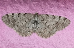 Grey Birch (Aethalura punctulata)