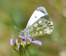 Aurorasommerfugl (Anthocharis cardamines)