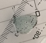 Vårblåvinge (Celastrina argiolus)