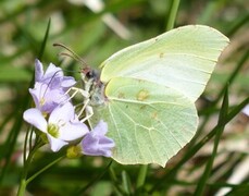 Sitronsommerfugl (Gonepteryx rhamni)