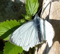 Green-veined White (Pieris napi)