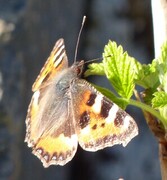 Neslesommerfugl (Aglais urticae)