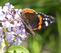 Admiral (Vanessa atalanta)