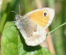 Engringvinge (Coenonympha pamphilus)