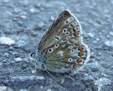 Common Blue (Polyommatus icarus)