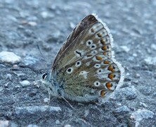 Tiriltungeblåvinge (Polyommatus icarus)