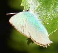 Grønnstjertvinge (Callophrys rubi)