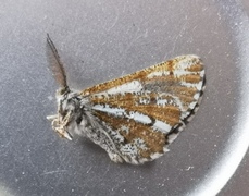 Bordered White (Bupalus piniaria)