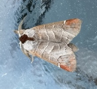 Rødflekkstjertspinner (Clostera curtula)