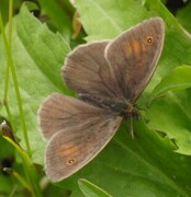 Meadow Brown (Maniola jurtina)