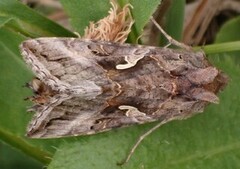Silver Y (Autographa gamma)