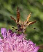 Large Skipper (Ochlodes sylvanus)