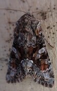 Beautiful Brocade (Lacanobia contigua)