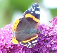 Admiral (Vanessa atalanta)