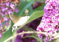 Hummingbird Hawk-moth (Macroglossum stellatarum)