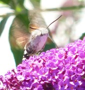 Dagsvermer (Macroglossum stellatarum)