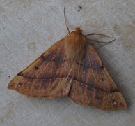 Feathered Thorn (Colotois pennaria)