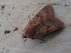 Flounced Chestnut (Agrochola helvola)