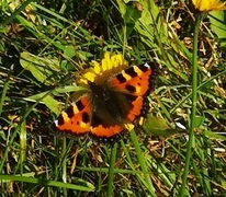 Neslesommerfugl (Aglais urticae)