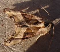 Taggvingefly (Phlogophora meticulosa)