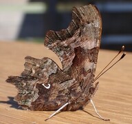 Comma Butterfly (Polygonia c-album)