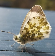 Aurorasommerfugl (Anthocharis cardamines)