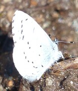 Vårblåvinge (Celastrina argiolus)