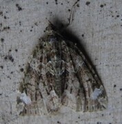 Red-green Carpet (Chloroclysta siterata)